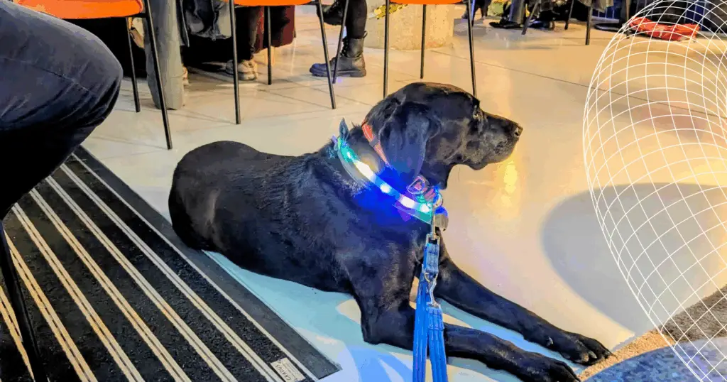 Dog with light up collar lying down.